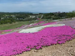 横手市・大森公園の芝桜
